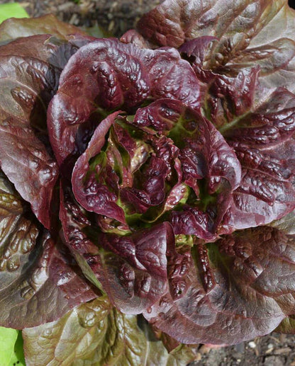 Lettuce Romaine Pomegranate Crunch WCS Seed