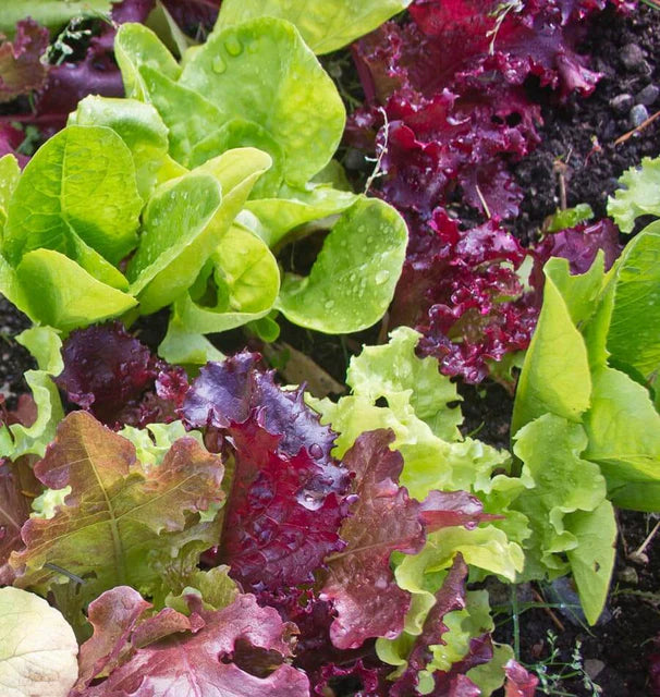 Lettuce Super Gourmet Salad Blend WCS Seed