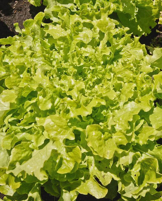 Lettuce Salad Bowl Green WCS Seed