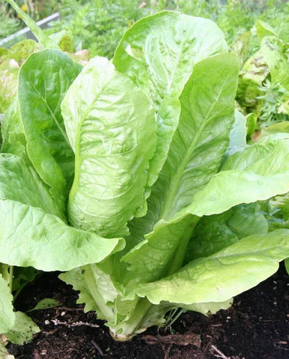 Lettuce Parris Island WCS Seed