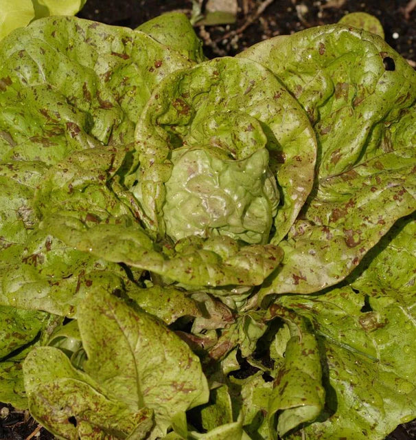 Lettuce Speckled Organic WCS Seed