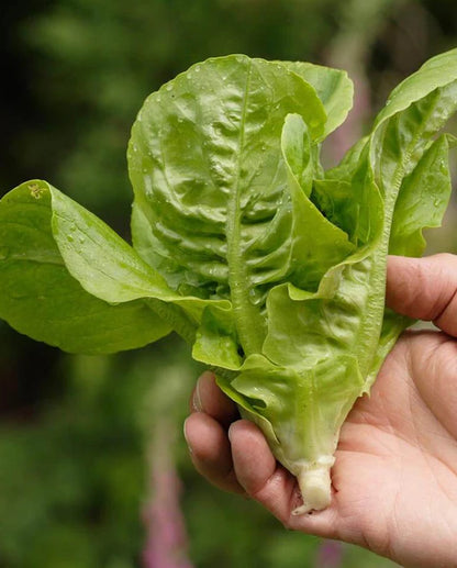 Lettuce Little Gem Seed Tape WCS Seed