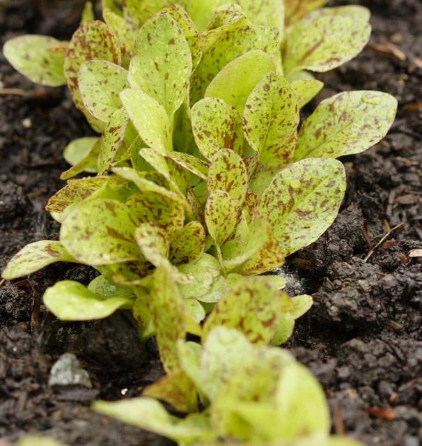 Lettuce Freckles WCS Seed