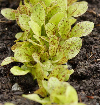 Lettuce Freckles WCS Seed