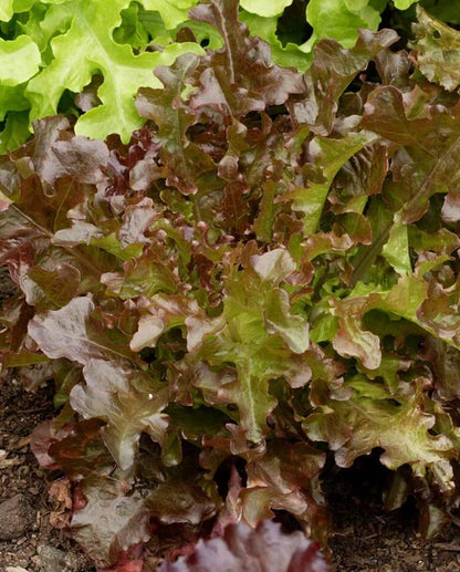 Lettuce Salad Bowl Red WCS Seed