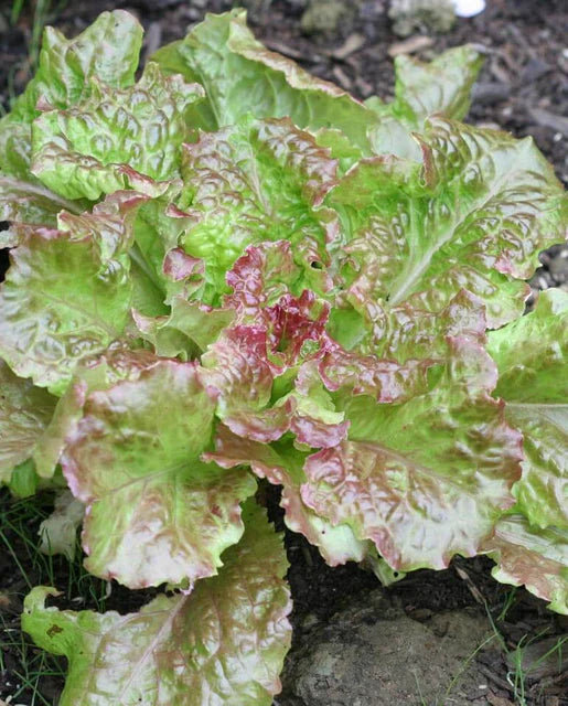 Lettuce Drunken Woman WCS Seed