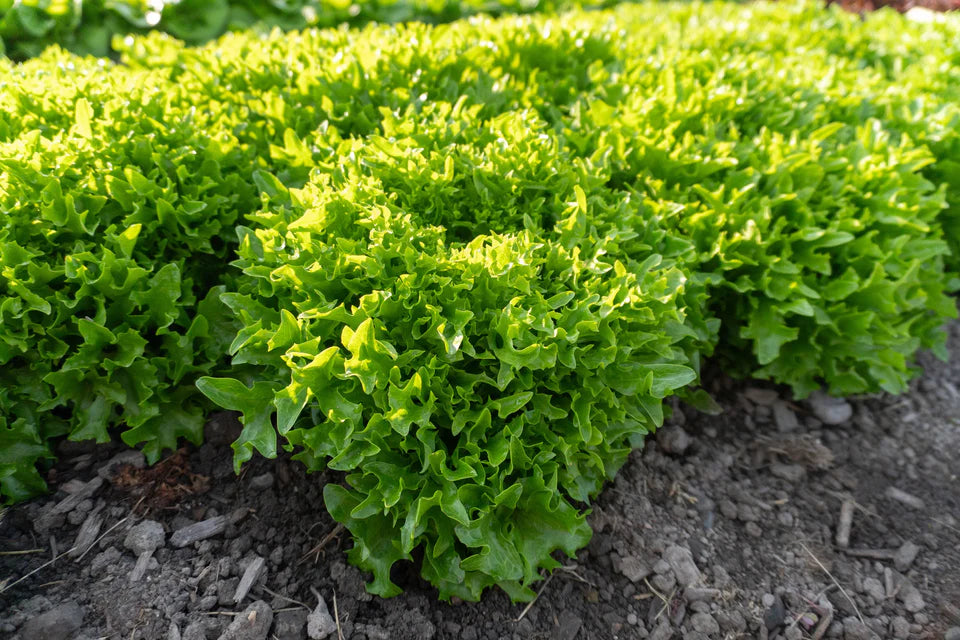 Lettuce Ezpark Pelleted Organic
