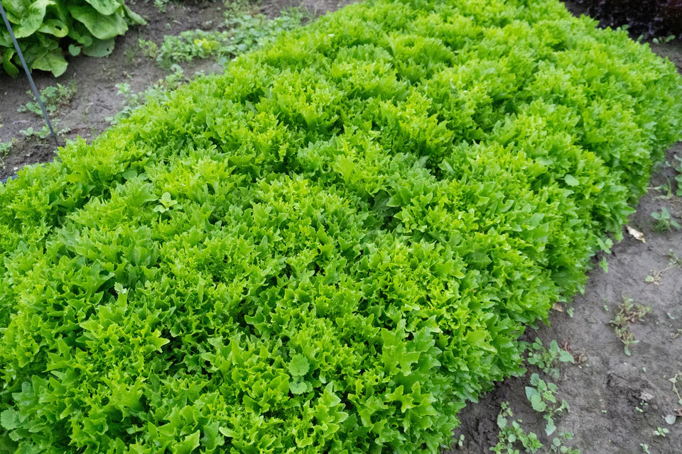 Lettuce Ezpark Pelleted Organic