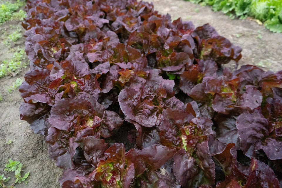 Lettuce Mini Head Amaze WCS Seed