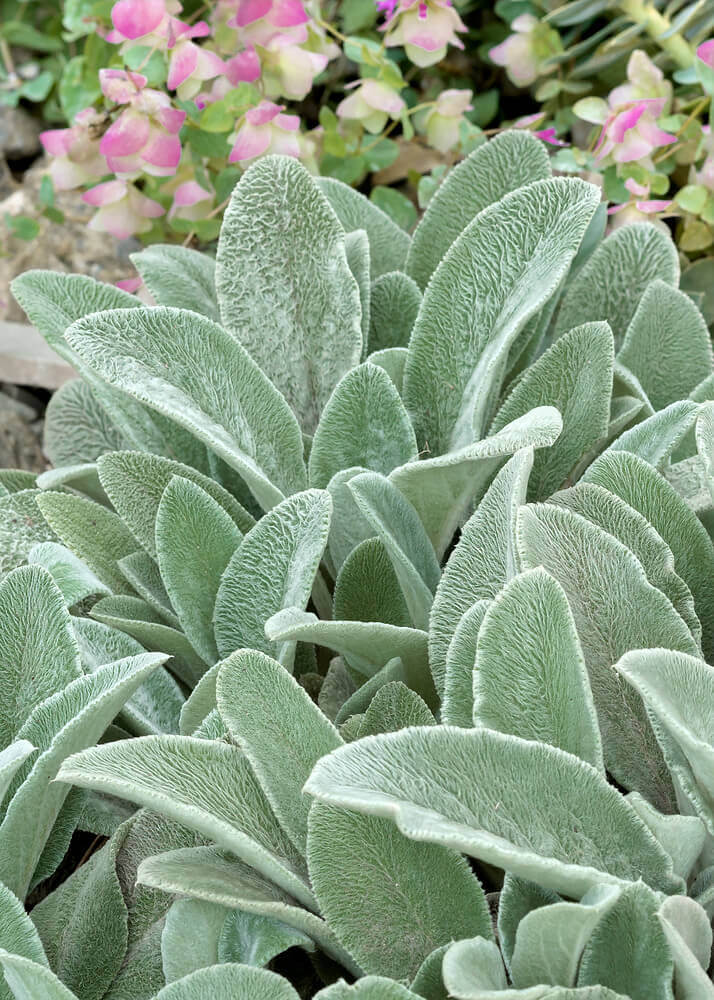 Stachys Lamb's Ear OSC Seed