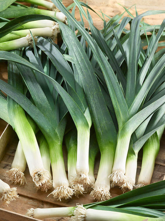 Leek Giant Organic OSC Seed