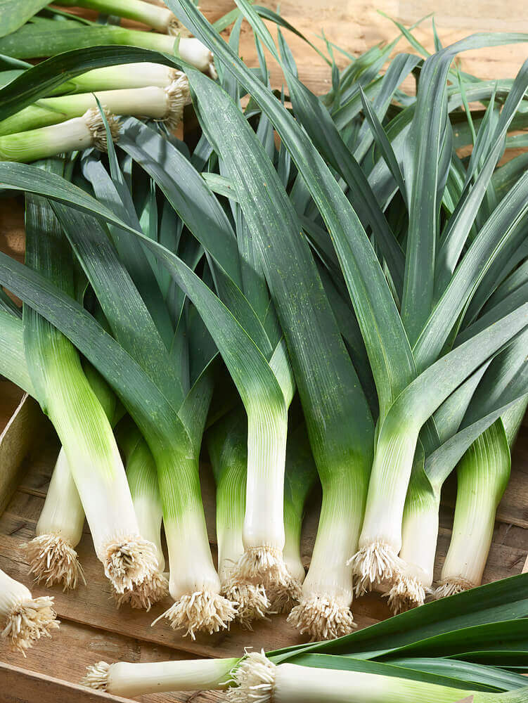 Leek Large Musselburg OSC Seed