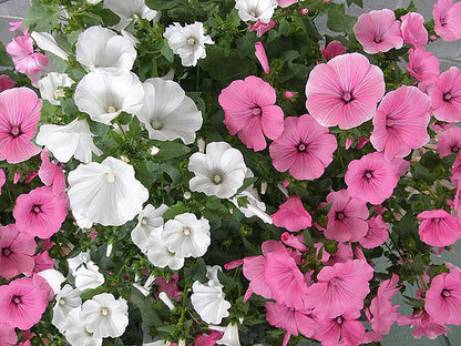 Lavatera Patio Pastels