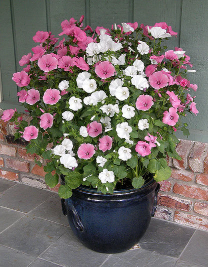 Lavatera Patio Pastels