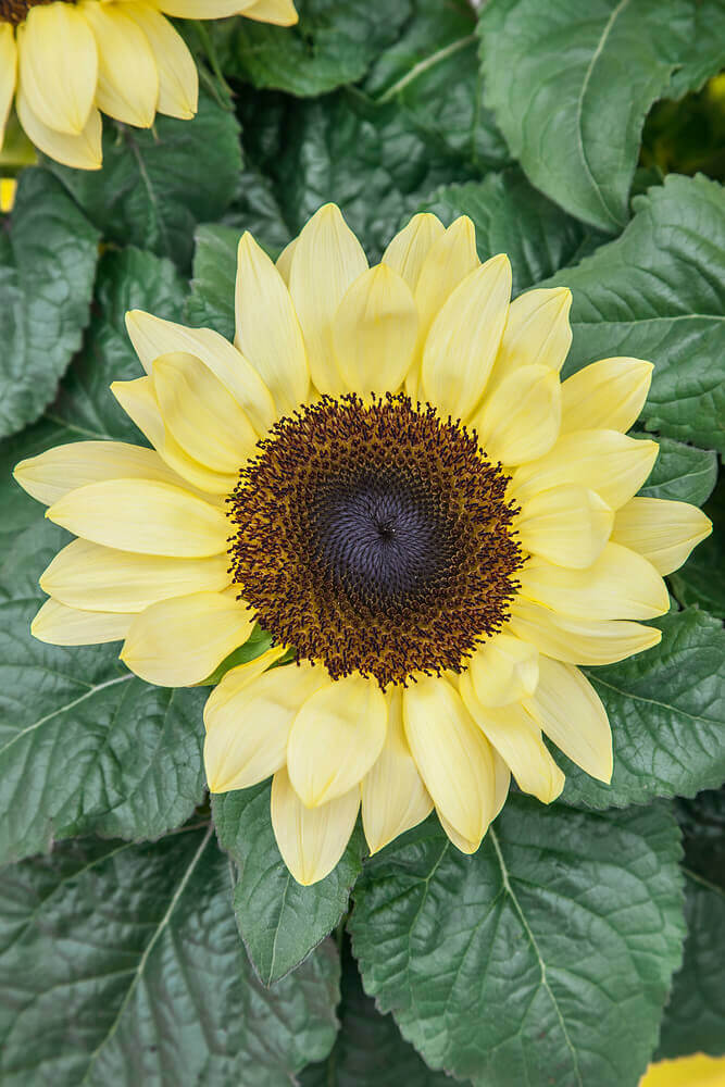 Sunflower Lemon Queen OSC Seed