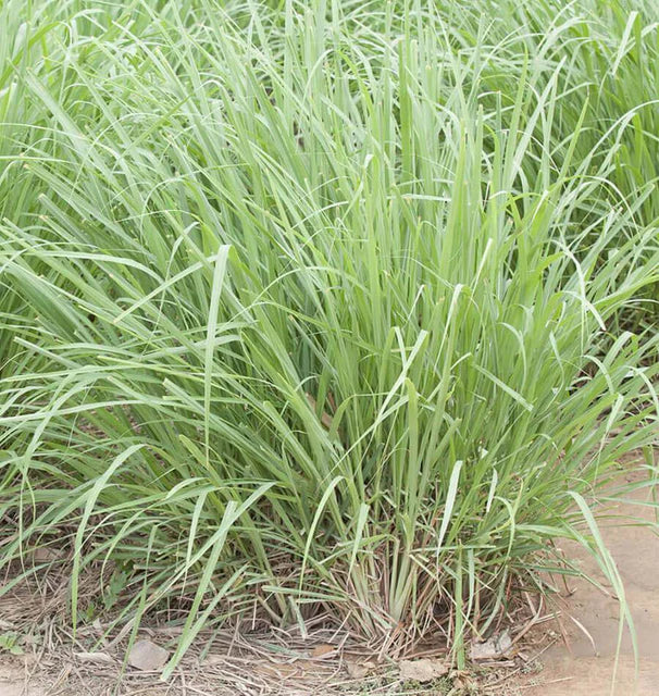 Lemon Grass WCS Seeds