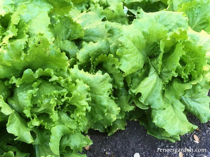 Lettuce Heirloom Webb's Wonderful