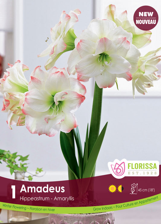 Amaryllis Bulb Amadeus 28cm