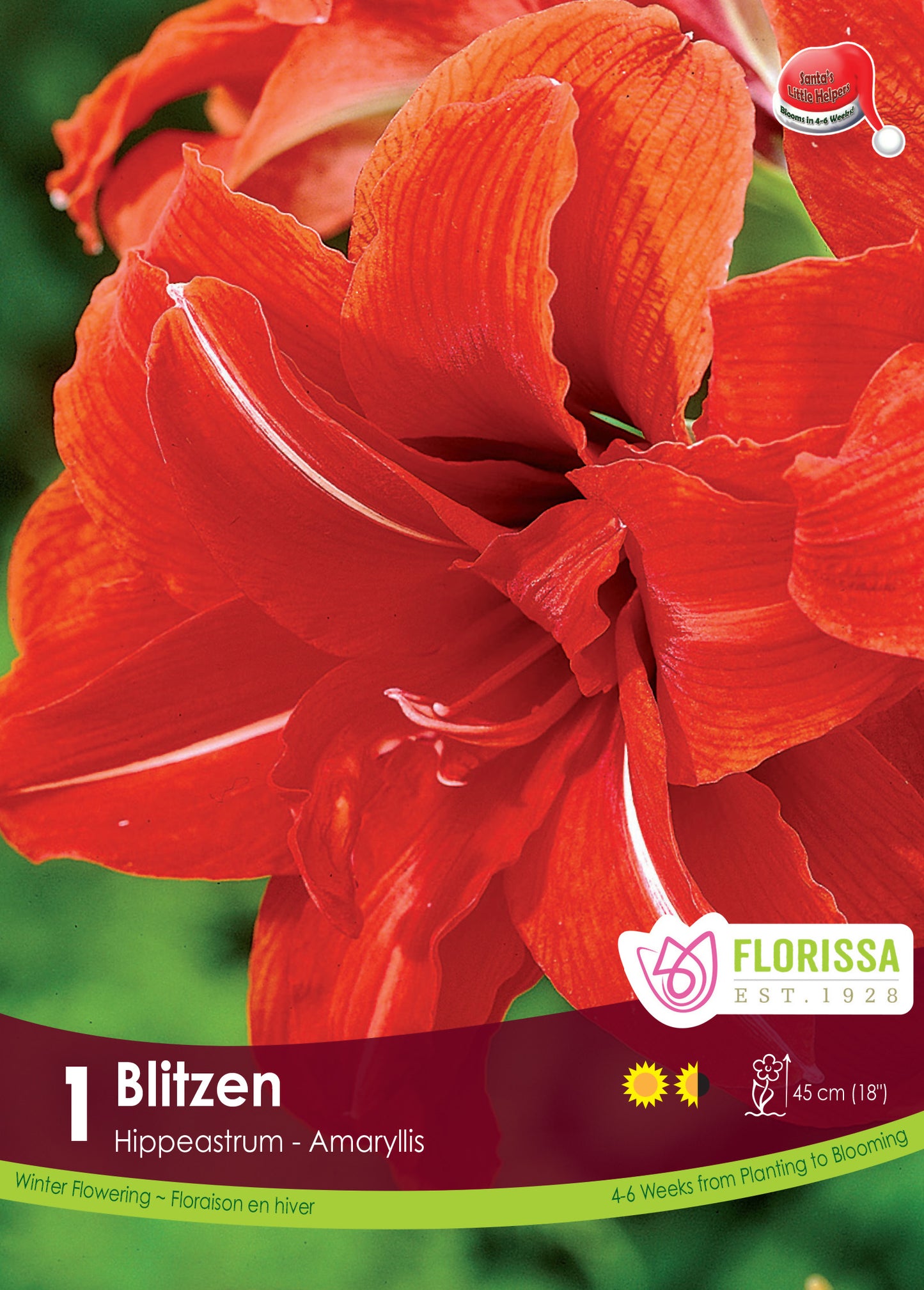 Amaryllis Bulb Blitzen 26cm