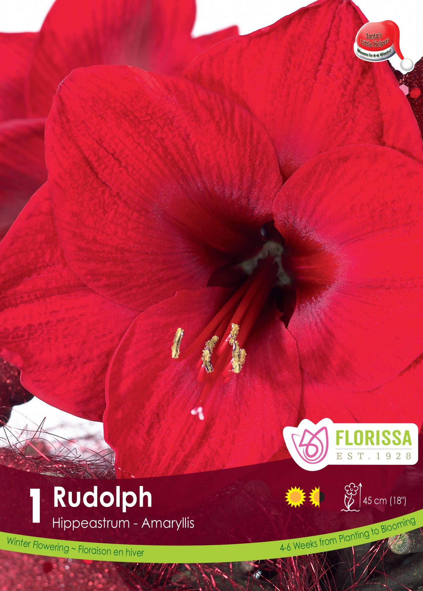 Amaryllis Bulb Rudolph 26cm