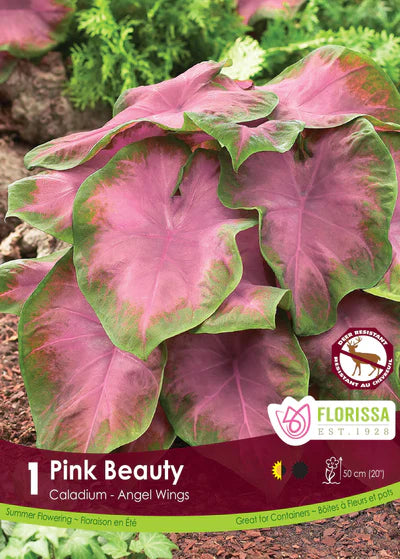 Caladium Pink Beauty Bulb