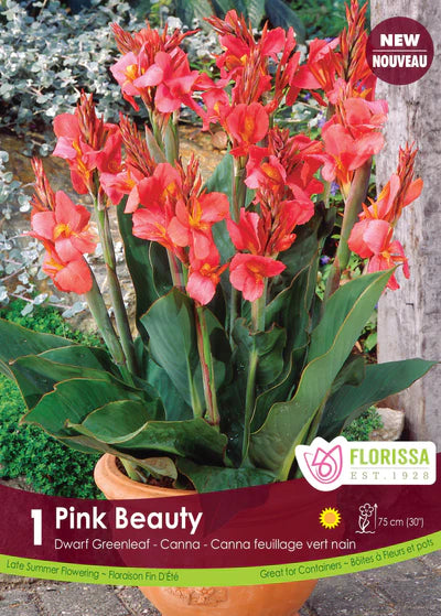 Canna Lily Greenleaf Pink Beauty Root