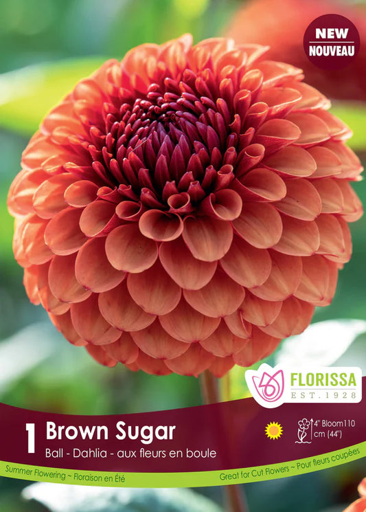 Dahlia Ball Brown Sugar Premium Clump