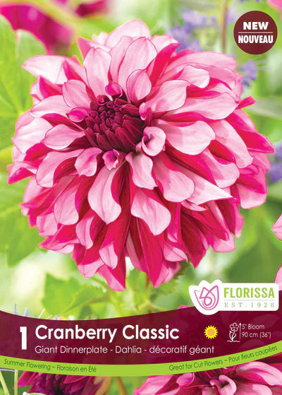 Dahlia Decorative Cranberry Classic Clump