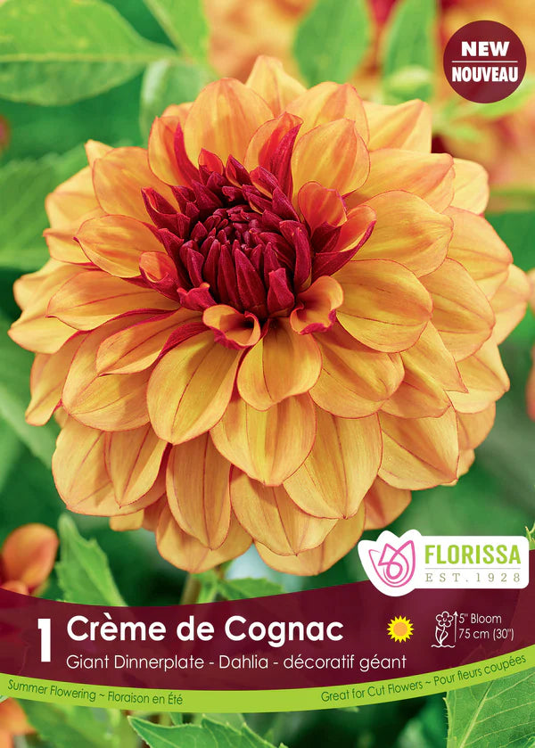 Dahlia Decorative Creme de Cognac Clump