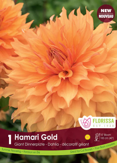 Dahlia Dinnerplate Hamari Gold Premium Clump