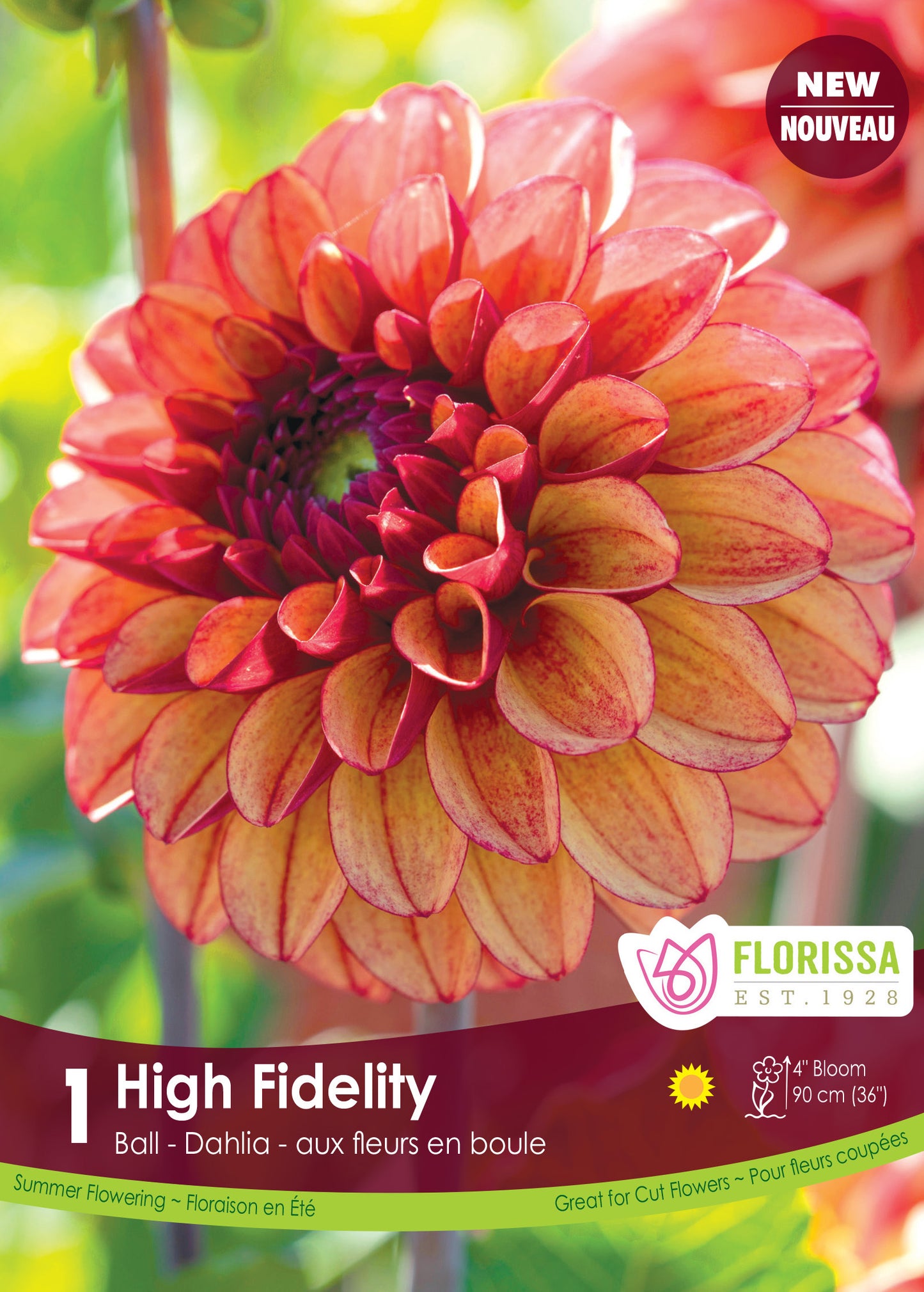 Dahlia High Fidelity Premium Tuber