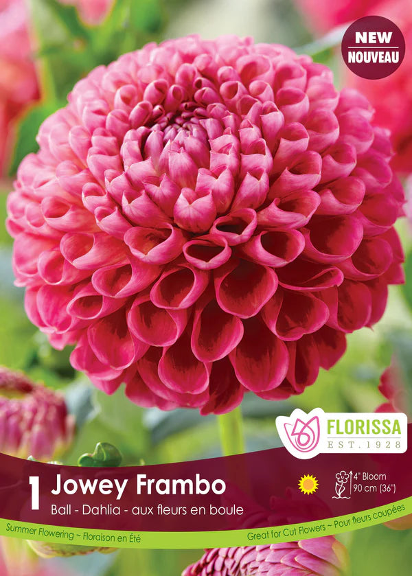 Dahlia Ball Jowey Frambo Clump