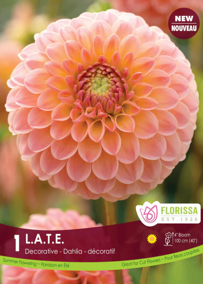 Dahlia Decorative L.A.T.E. Premium Clump