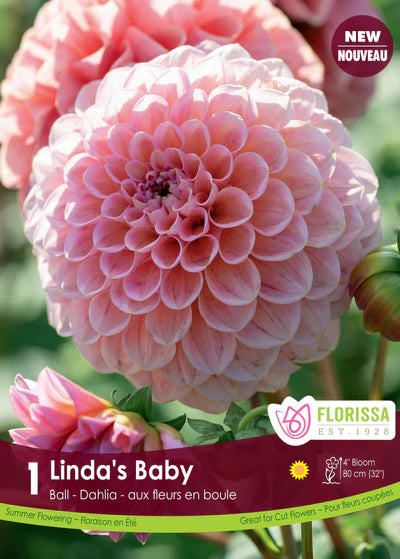 Dahlia Ball Linda's Baby Clump