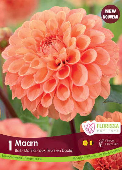 Dahlia Decorative Maarn Clump