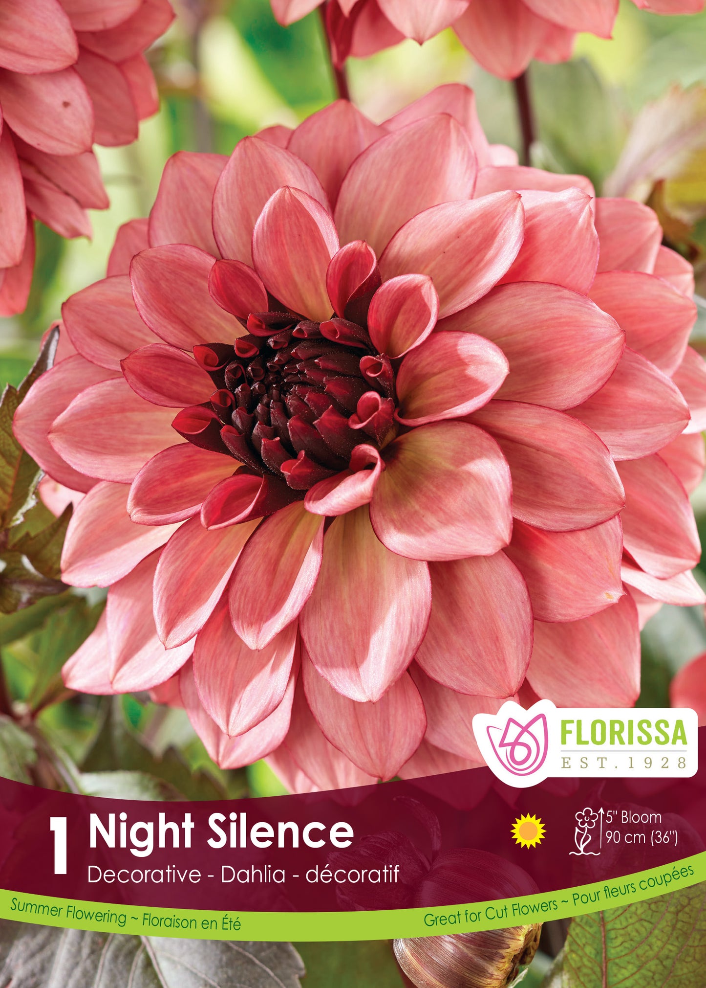 Dahlia Night Silence Tuber
