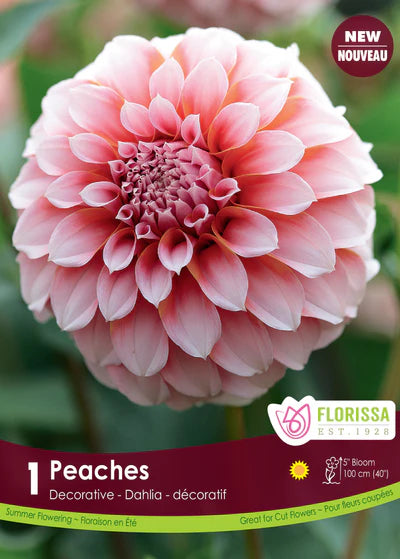 Dahlia Decorative Peaches Premium Clump