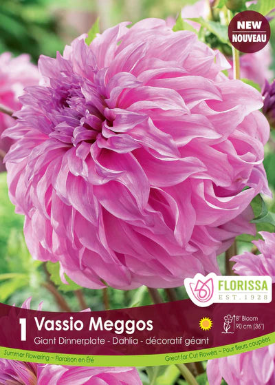 Dahlia Vassio Meggos Dinnerplate Clump