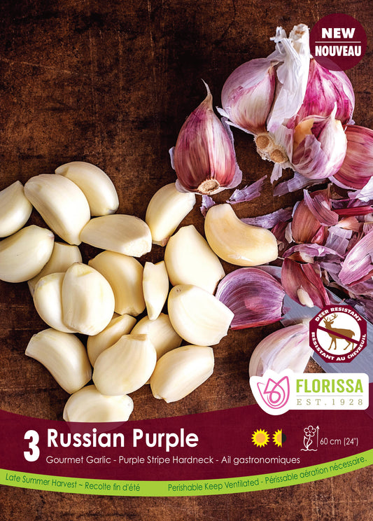 Garlic Russian Purple Hardneck