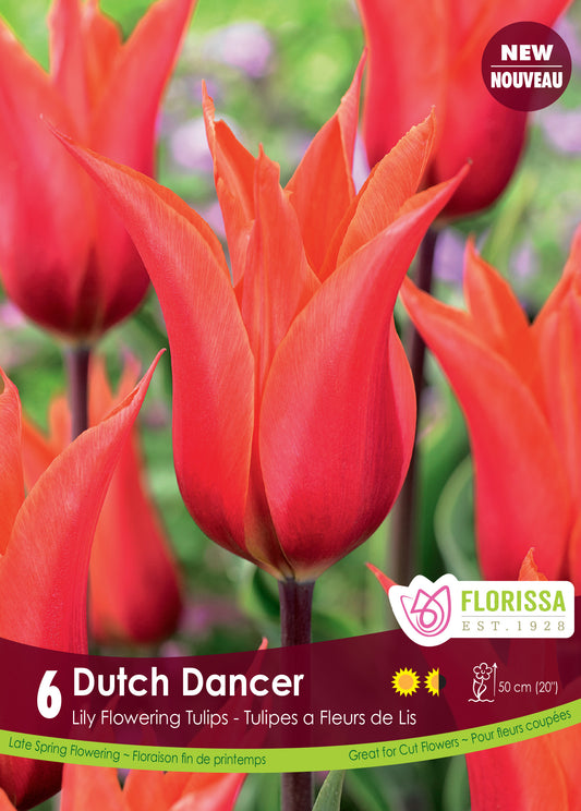 Tulip Dutch Dancer