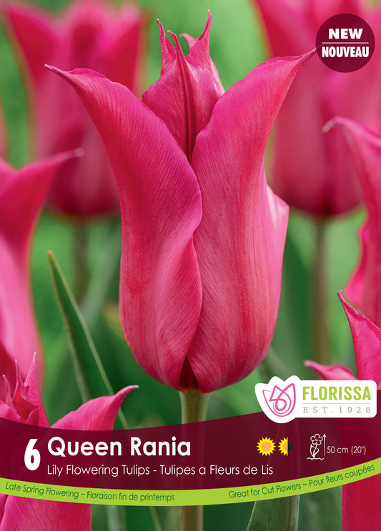 Tulip Queen Rania