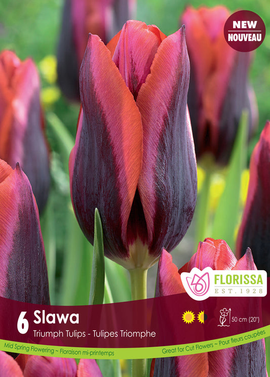 Tulip Slawa