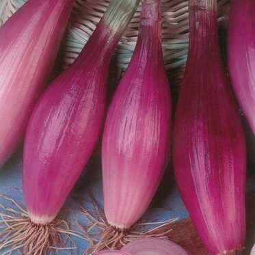 Onion Rossa Lunga di Firenze OSC Seeds