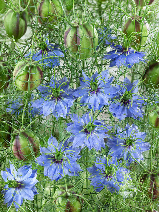 Nigella Love In A Mist OSC Seed