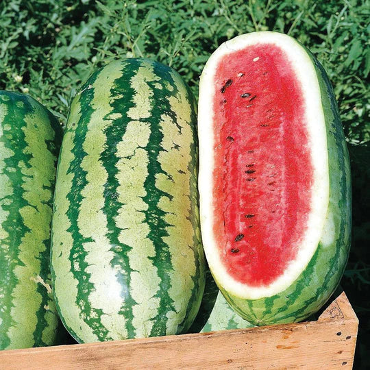 Watermelon Jubilee MIgardener Seed