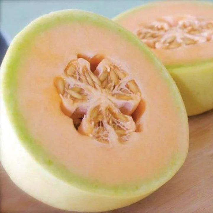 Melon Orange Flesh Honeydew MIgardener Seed