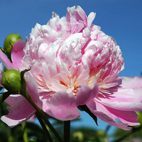 Monsieur Jules Elie Garden Peony 1G