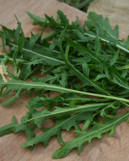 Arugula Surrey WCS Seed