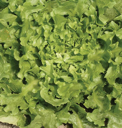 Chicory Broadleaf Escarole WCS Seed
