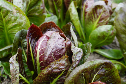 Chicory Radicchio WCS Seed